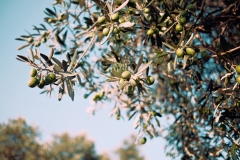 valverde-retreats-surroundings-olives